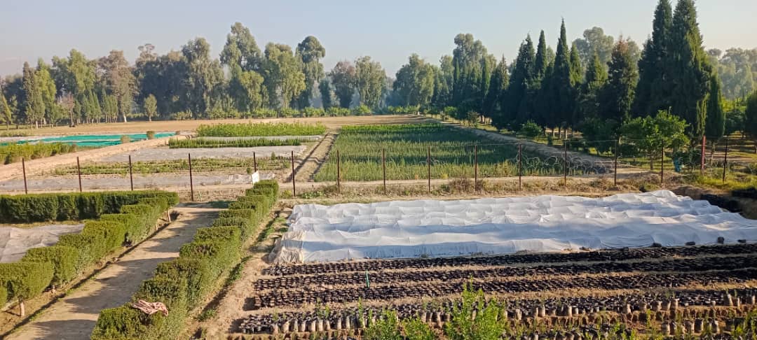 د زرغونتیا په پار هڅې؛ د ننګرهار کانال قوریې مخ پر وده دي