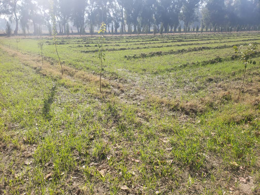 د ننګرهار کانال ریاست په ۴۰۰ جریبه ځمکه کې د غنمو اصلاح شوي تخمونه کرل شوي