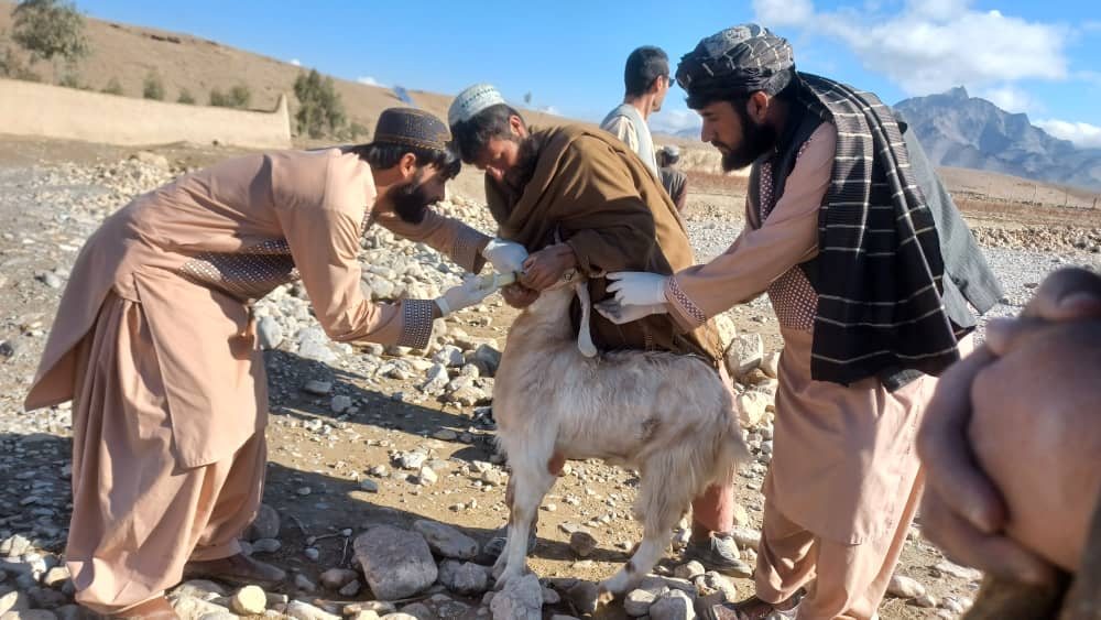 د ارزګان په دهراود کې د څارویو د واکسینو کمپاین پلي شو