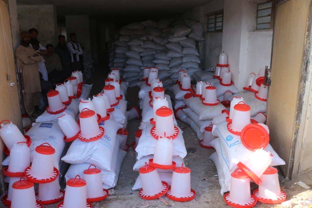 پکتيا کې د هګيو چرګانو ۵۸۸ فارمونه جوړېږي