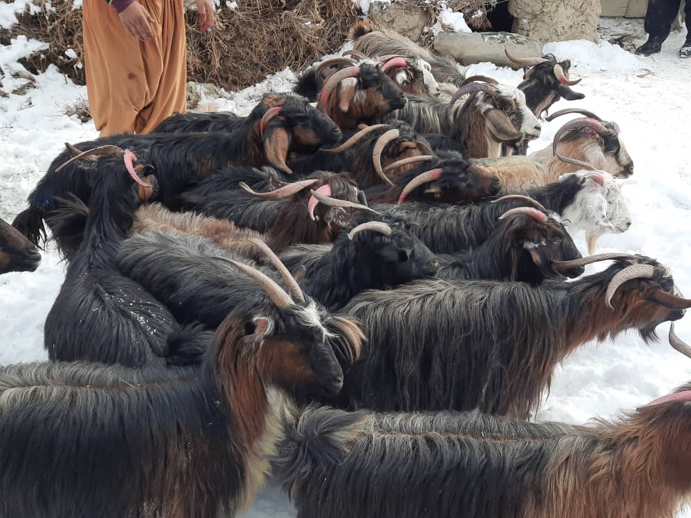 توزیع وسایل مالداری برای ۵۰۰ تن از باشندههای پسابند ولایت غور