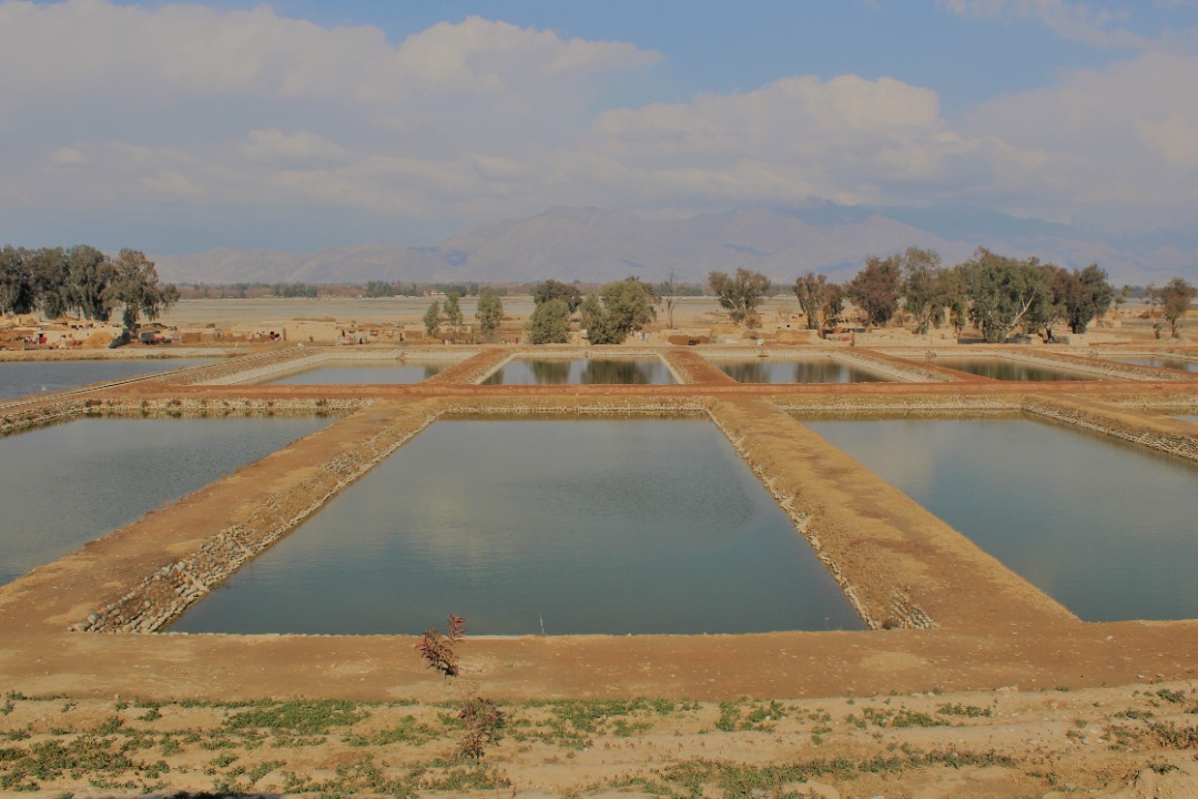 ننګرهار کې د کب روزنې صنعت په پراخېدو ده