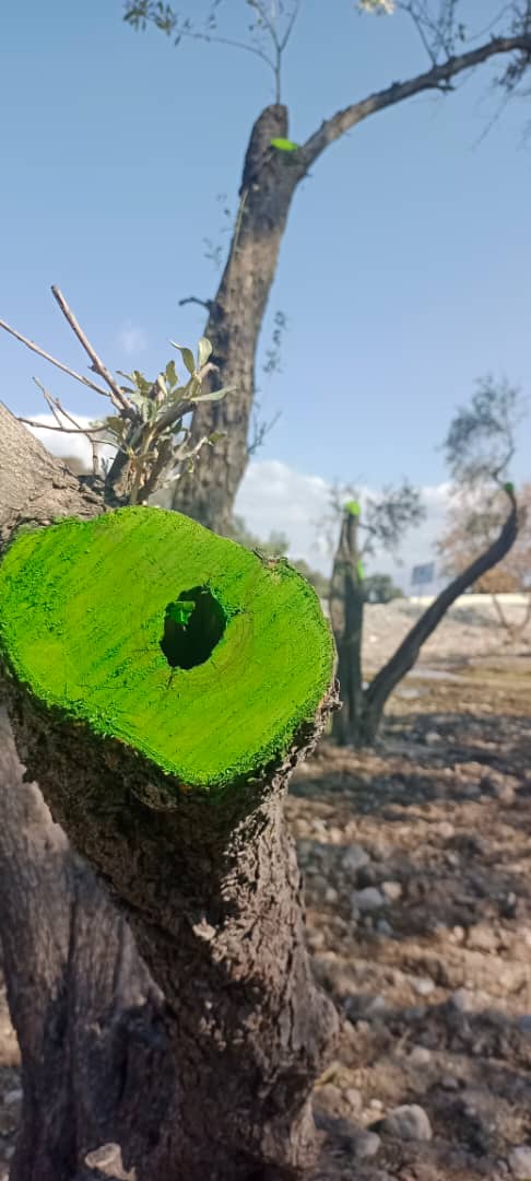 د زیتونوحاصلاتو زیاتوالي په پارهڅې؛ کانال ریاست کې یې ونو ته پاملرنه زیاته شوې