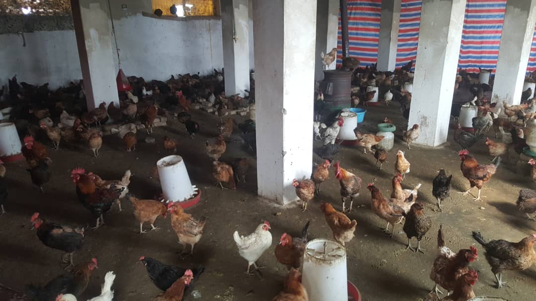 نظارت از یک فارم مرغ تخمی در ولایت کاپیسا