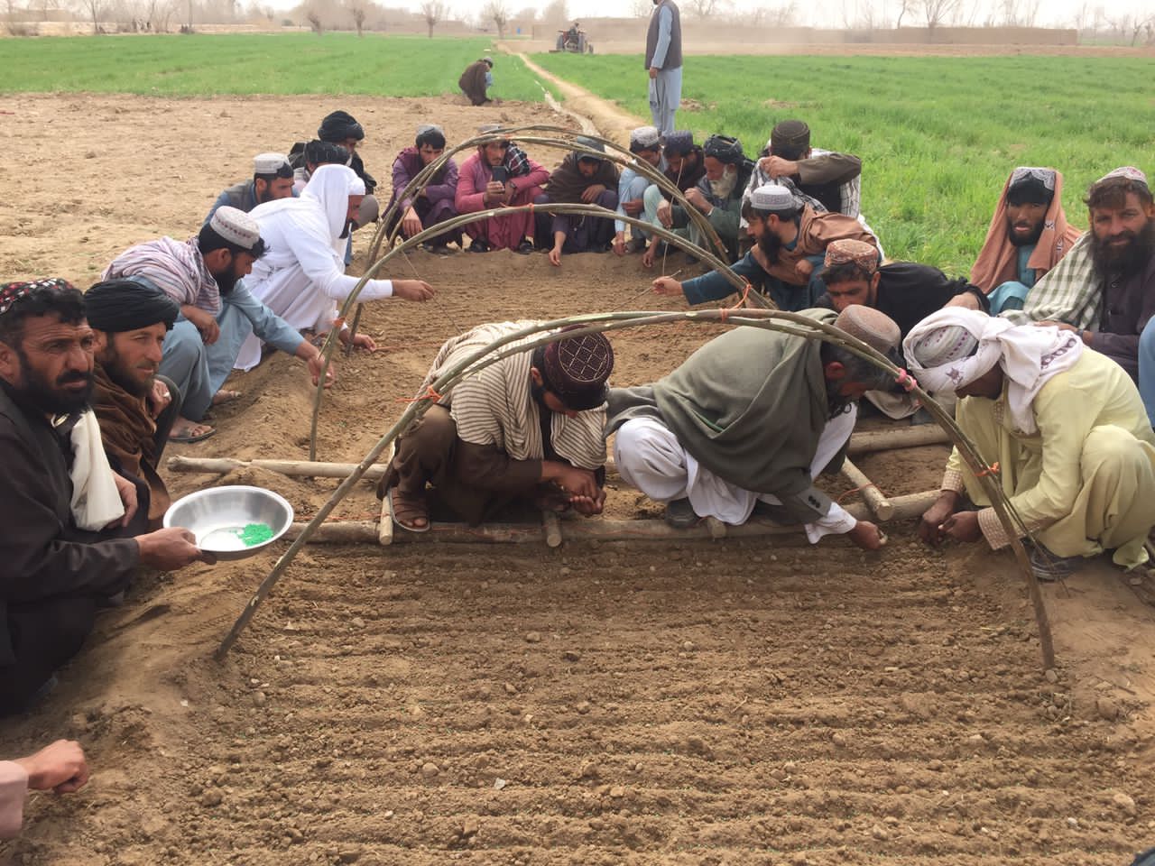 هلمند کې پر لسګونو بزګرانو د سبو اصلاح شوي تخمونه ووېشل شول 