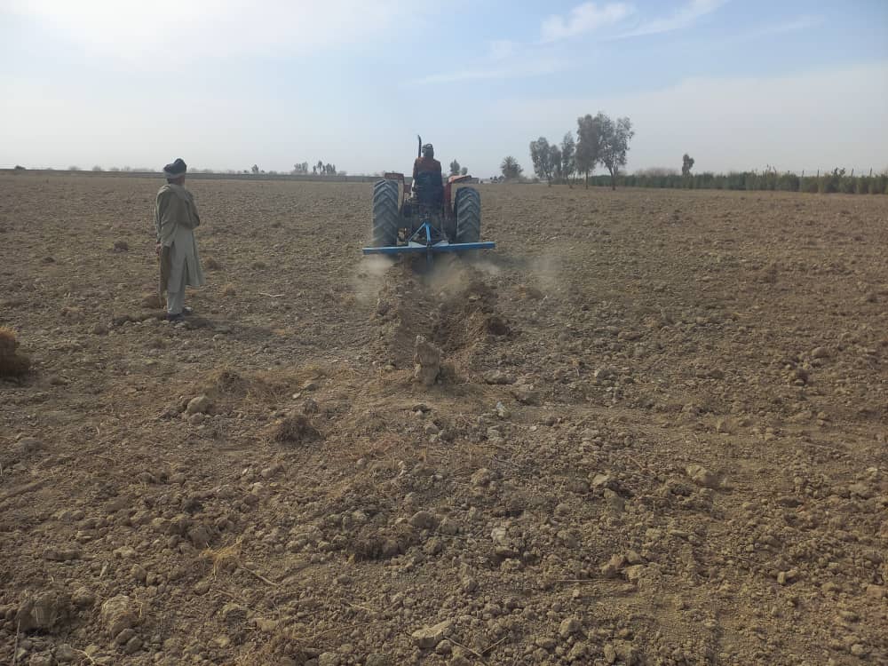 د هلمند ګرمسېر کې عمومي بڼ جوړېږي