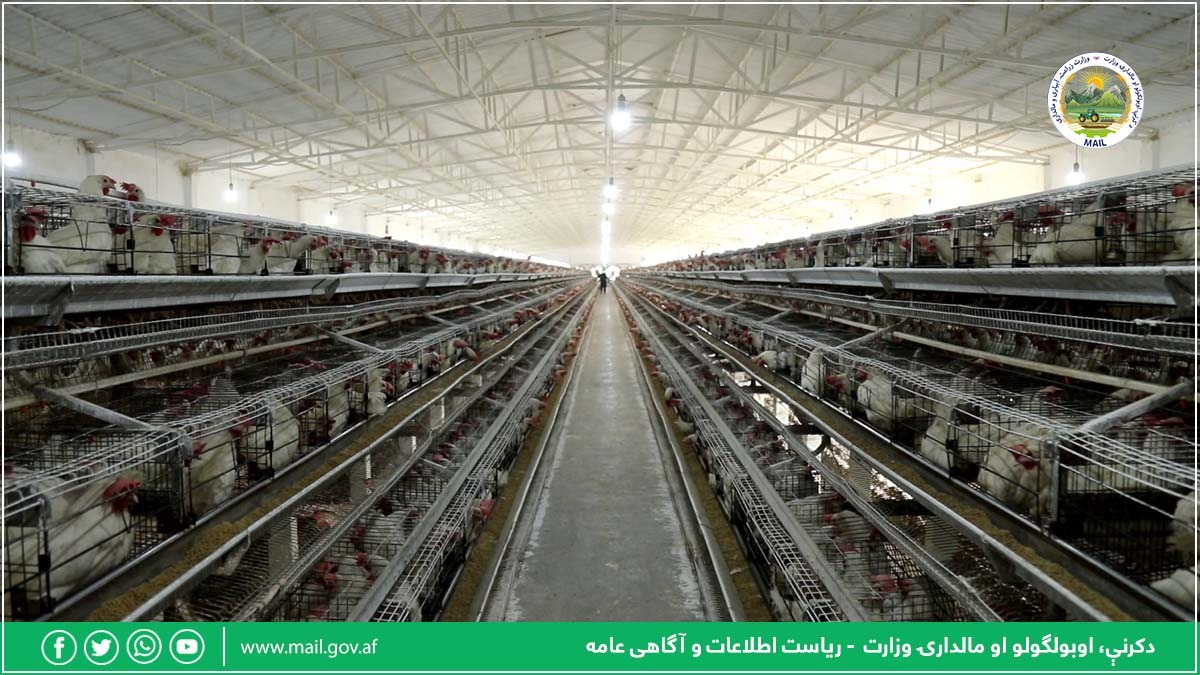 د چرګانو روزنې سکټور پر ودې دکرنې وزیر ټینګار 