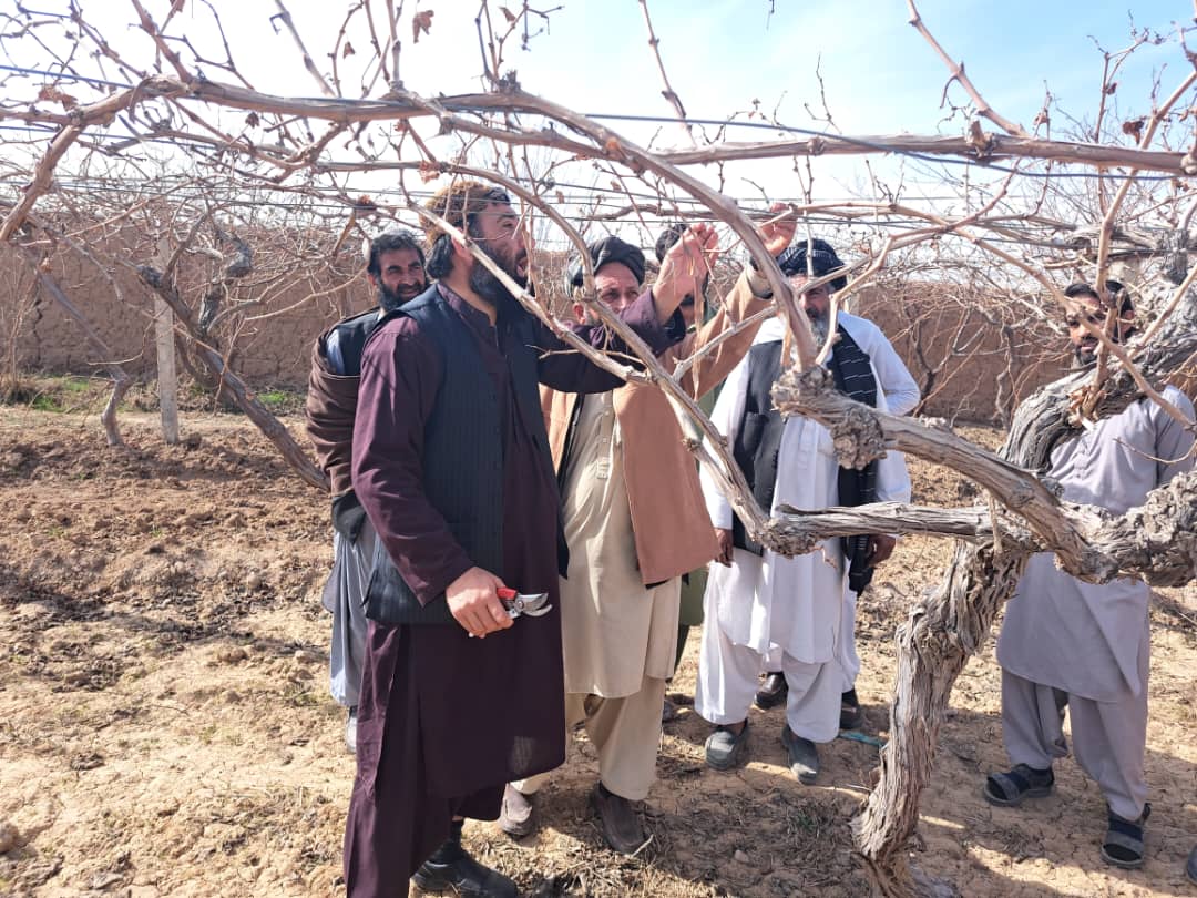 د هلمند نادعلي کې پر ۷۳ بڼوالو د بڼوالۍ اړونده توکي ووېشل شول