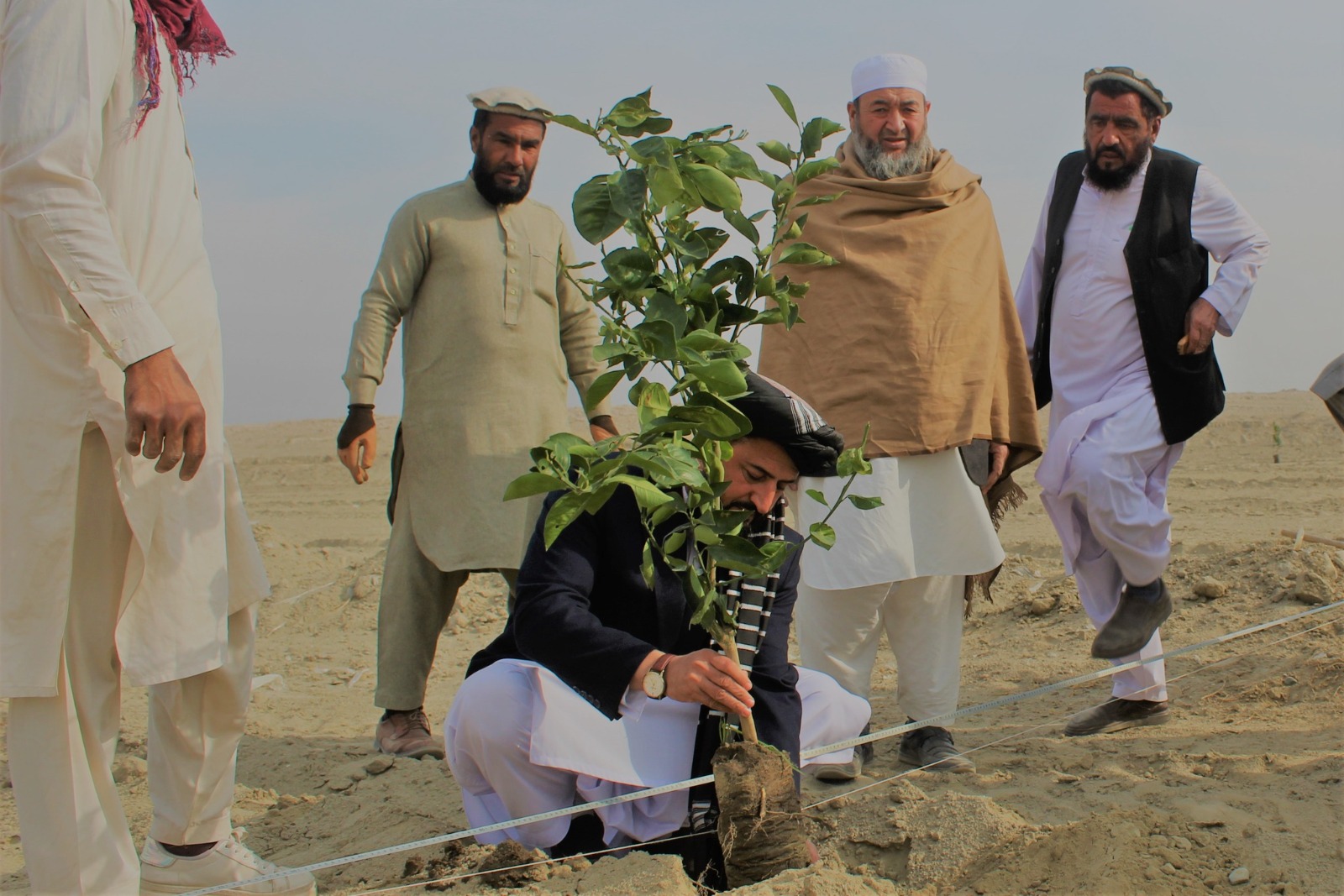 د ننګرهار د کانال رییس: د زیتونو بڼونه جوړ کړئ او ترې ګټه واخلئ