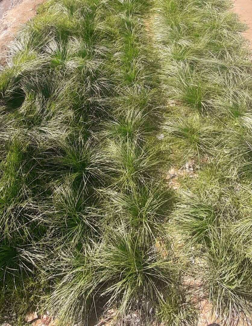 ارزګان کې د زعفرانو کرکېلي ته د بزګرانو لېوالتیا 