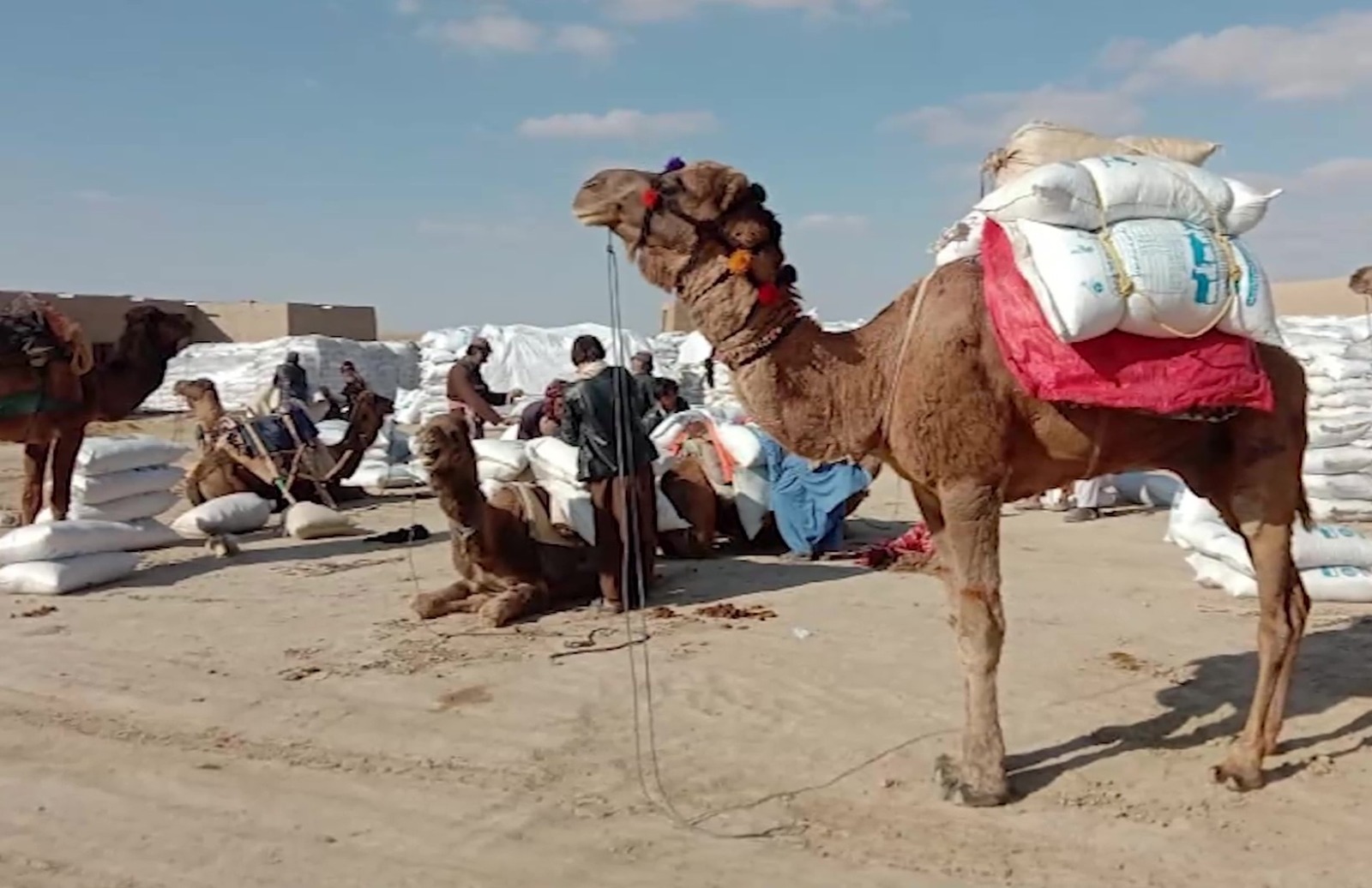 د کندهار ریګستان کې په دوه زره مالدارانو د څارویو خوراکي توکي ووېشل شول