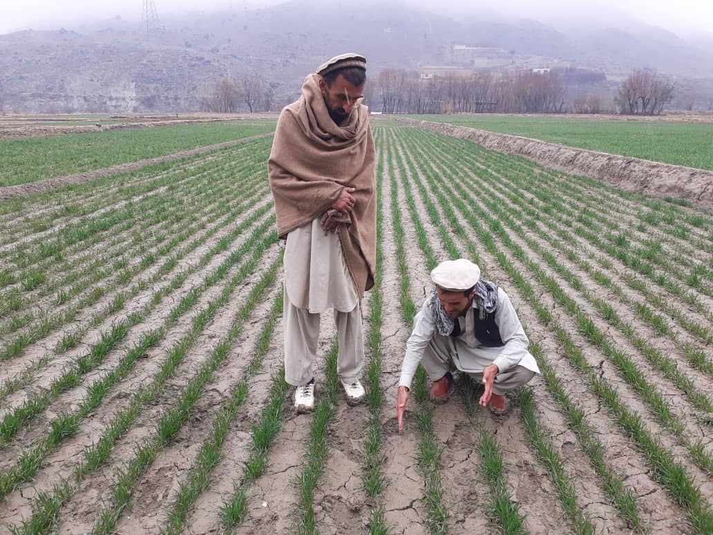 خوست کې د غنمو ننداریزې کروندې جوړې شوي دي