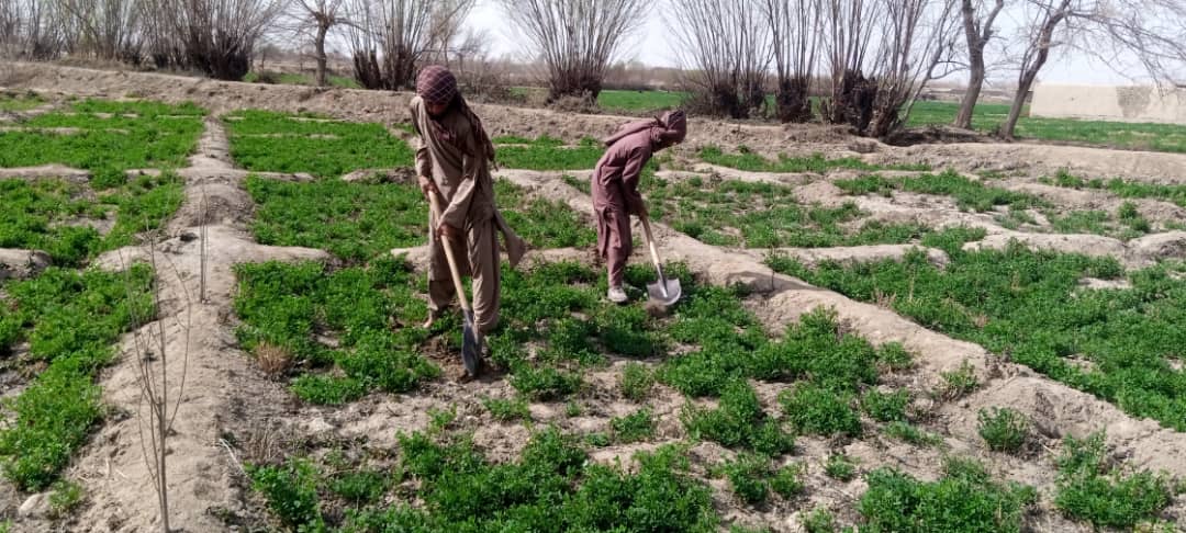 هلمند کې د بولان طبیعي ځنګل د بیارغونې په پار هڅې