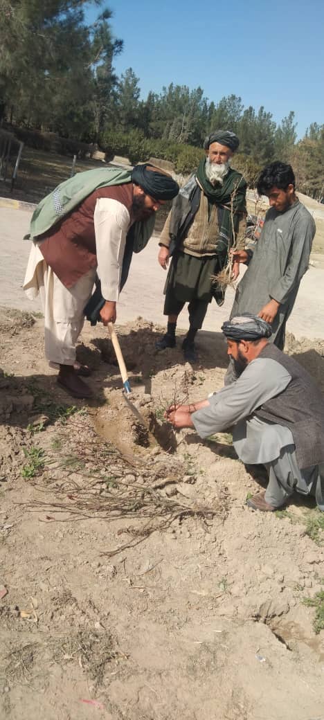 د هلمند کرنې ریاست اړوند تفریحي پارک کې د نیالګیو ایښودلو چارې پیل شوې 