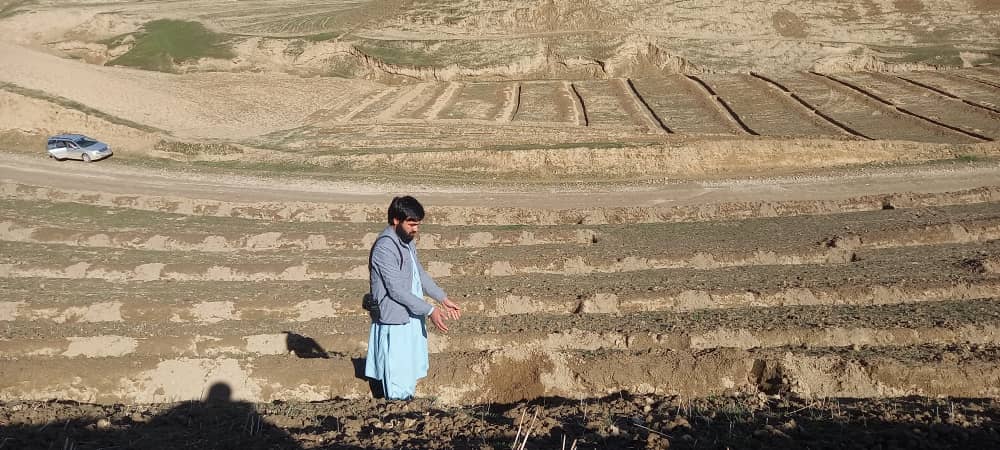 ده هزار هکتار جنگل پسته در ولایت بادغیس احیا می‌گردد