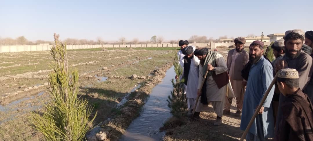 د هلمند ناوې ولسوالی عمومي بڼ کې ۳۳۰۰ نیالګي کېنول کېږي