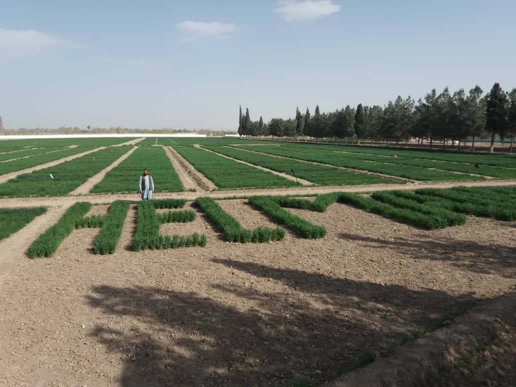 د هلمند بولان څېړنیز فارم کې د غنمو پر بېلابېلو ډولونو څېړنې روانې دي