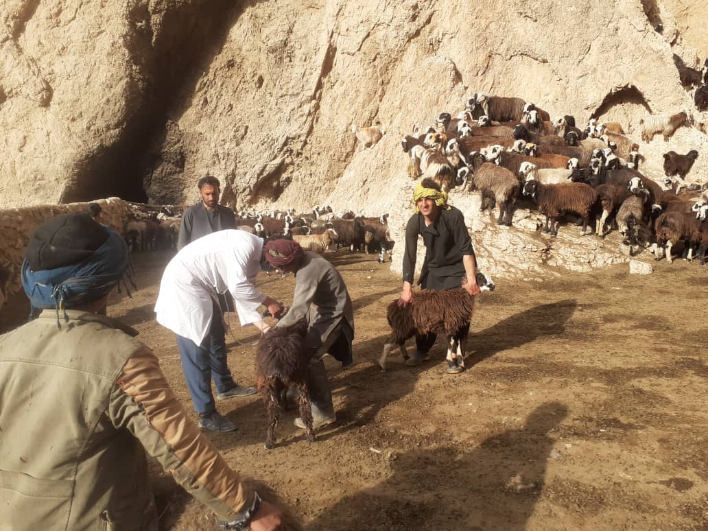 افتتاح کمـپایـــن‌ واکسیــن بیماری انتروتوکسیمیا (Enterotoxaemia)  در ولایت بغلان