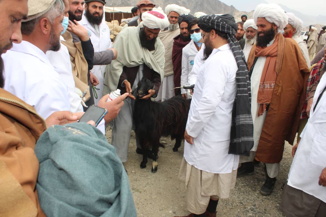 لغمان کې د کوچیانو څارویو د خوندیتوب په پار هڅې