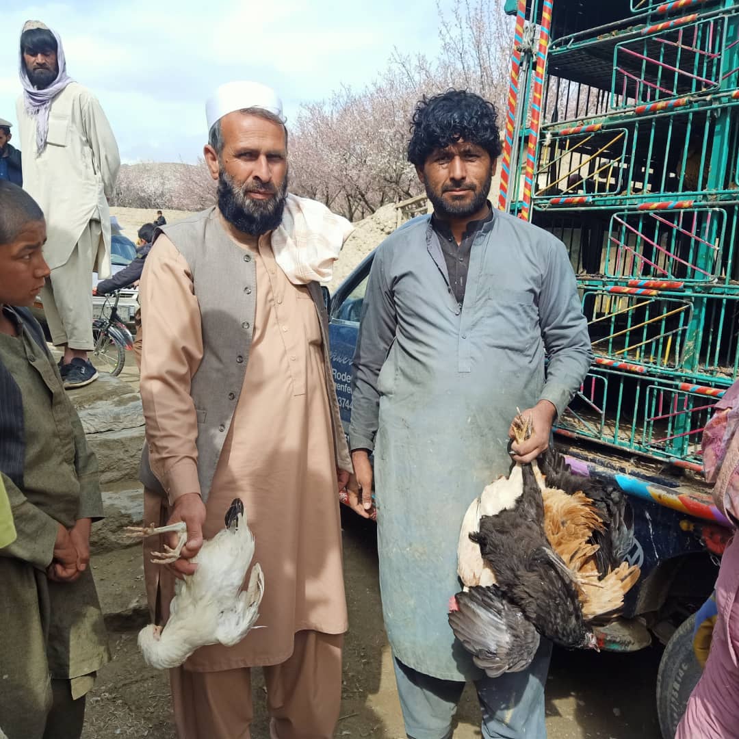 میدان وردګو ولایت کې ۸۶۷ کورنیو سره د هګیو چرګانو مرسته وشوه