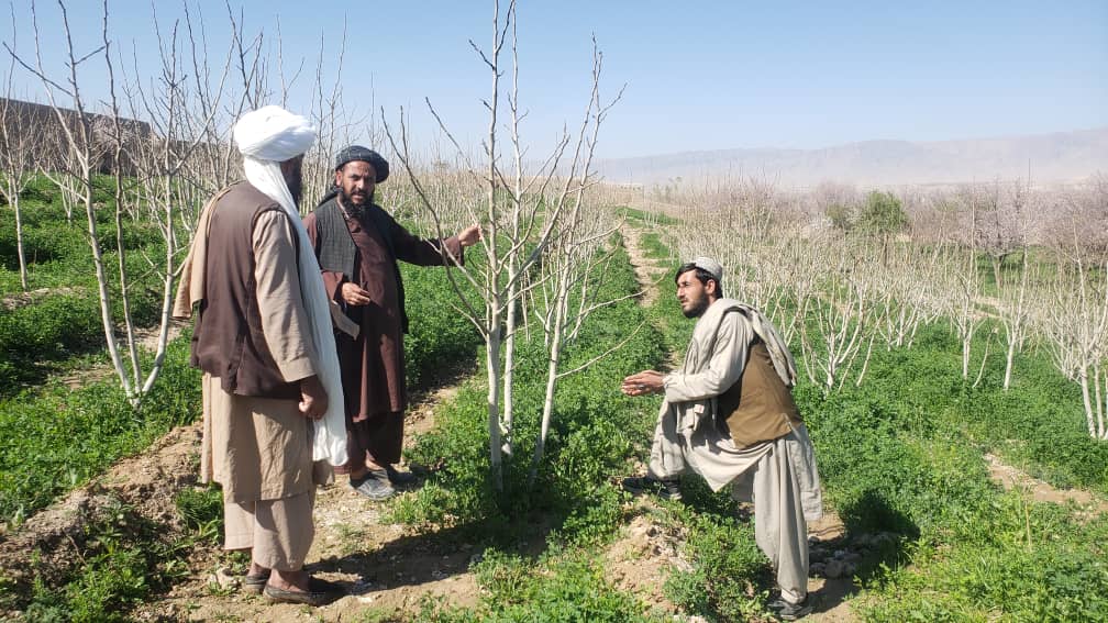 اروزګان کې یوشمېر بڼوال وروزل شول