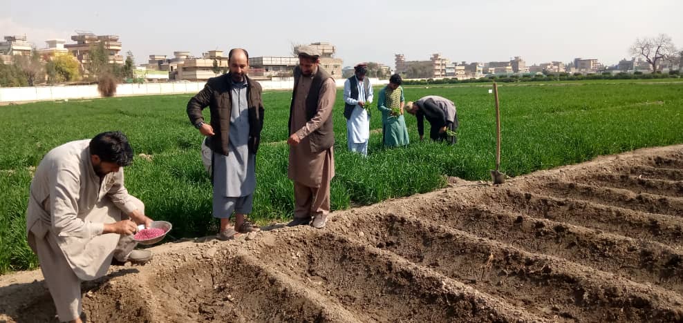 د ننګرهار د کرنې څېړنیز فارم کې د سبو تخمونو د تولید په موخه پسرلني کر پیل شو 