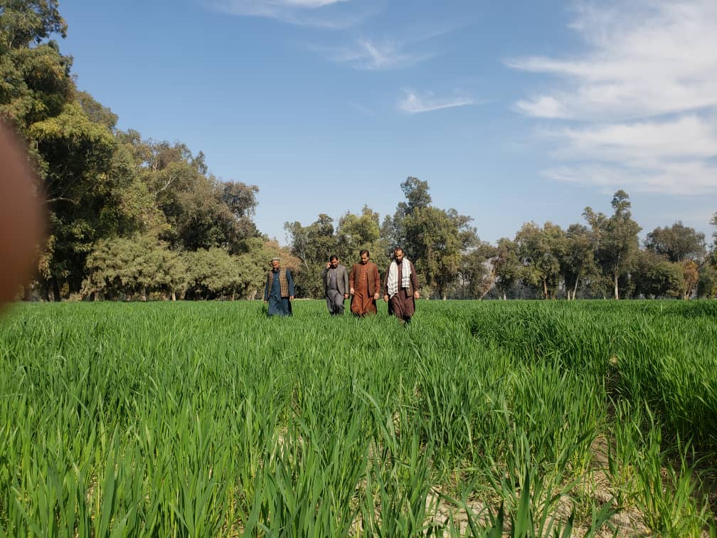 د ننګرهار کانال ریاست کې د غنمو اصلاح شویو تخمونو تولید په پار هڅې