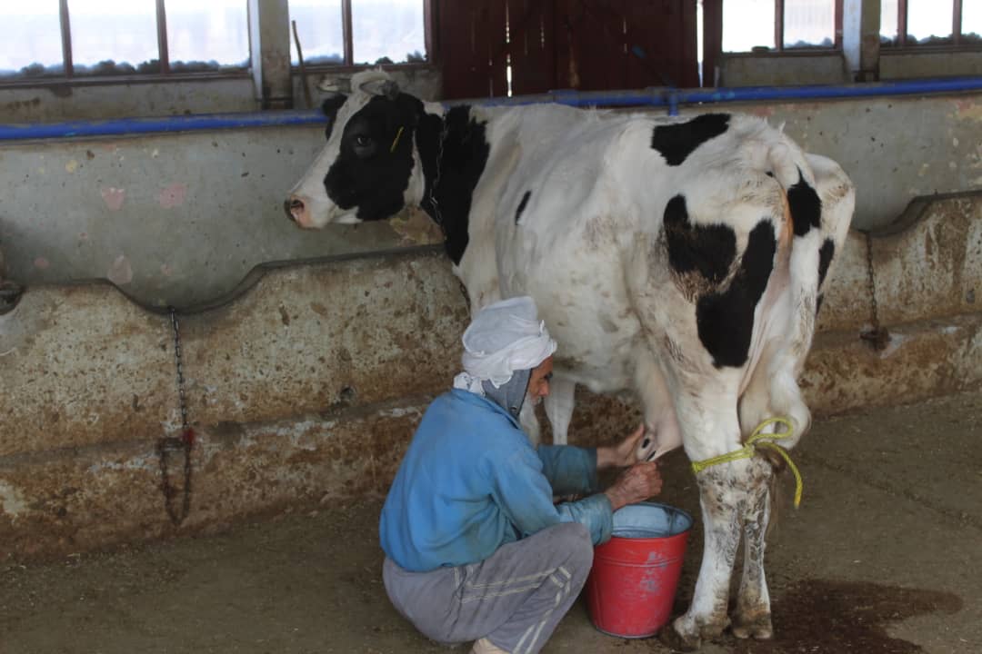 د ننګرهار کانال ریاست کې د مالدارۍ سکټور د ودې په پار هڅې