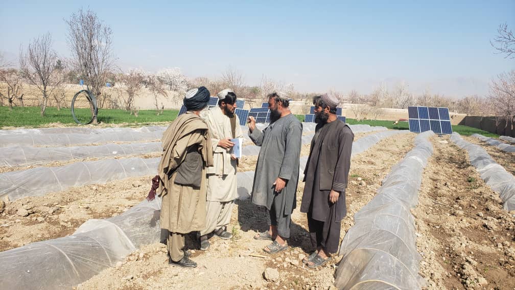 اروزګان کې په شنوخونو کې د کرکیلي په پار یوشمېر بزګران وروزل شول