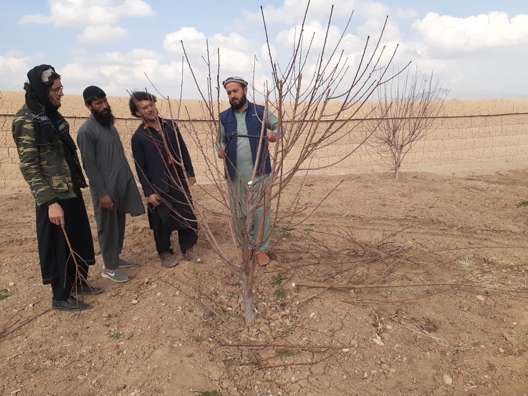آموزش شاخه بری درختان مثمر برای باغداران ولسوالی شکر دره ولایت کابل