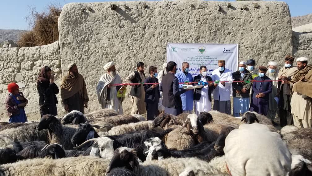 ننګرهار کې د څارویو د خوندیتوب په پار هڅې: په ۲۱ ولسوالیو کې د څارویو د لېونتوب مخنیوی په موخه د واکسینو کمپاین پیل شو