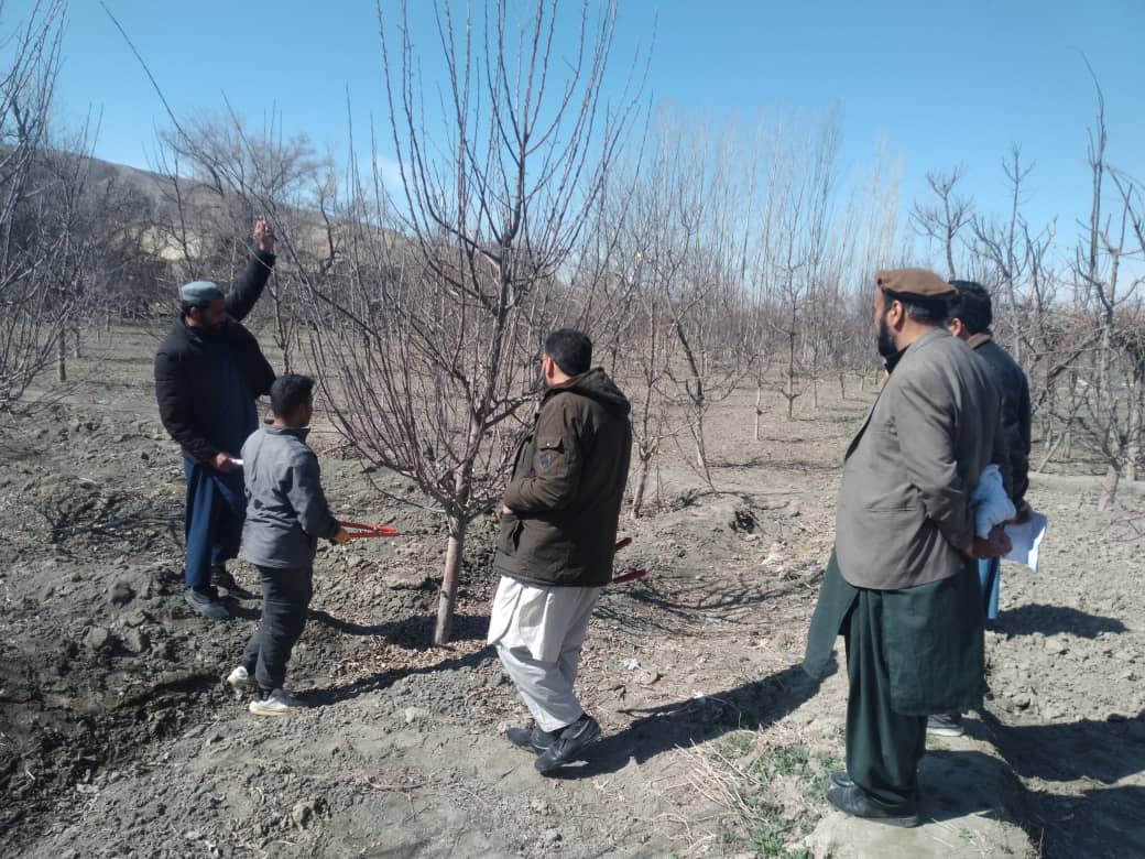 د لوګر ولایت په خوښۍ ولسوالی کې بڼوالو ته د ښاخه بُری روزنه پیل شو