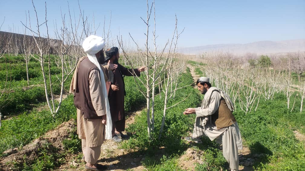 اروزګان کې یوشمېر بڼوال وروزل شول