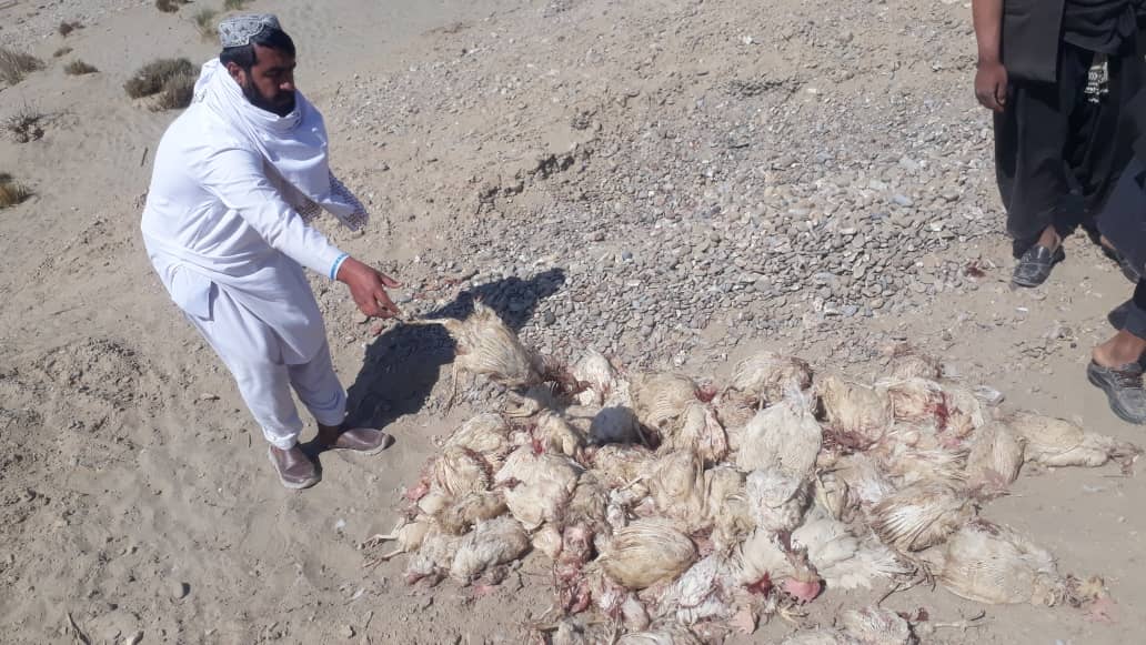 د هلمند دکرنې ریاست: سنګین ولسوالی کې لسګونه تر وخت تېر او بریډر چرګان له منځه یوړل شول