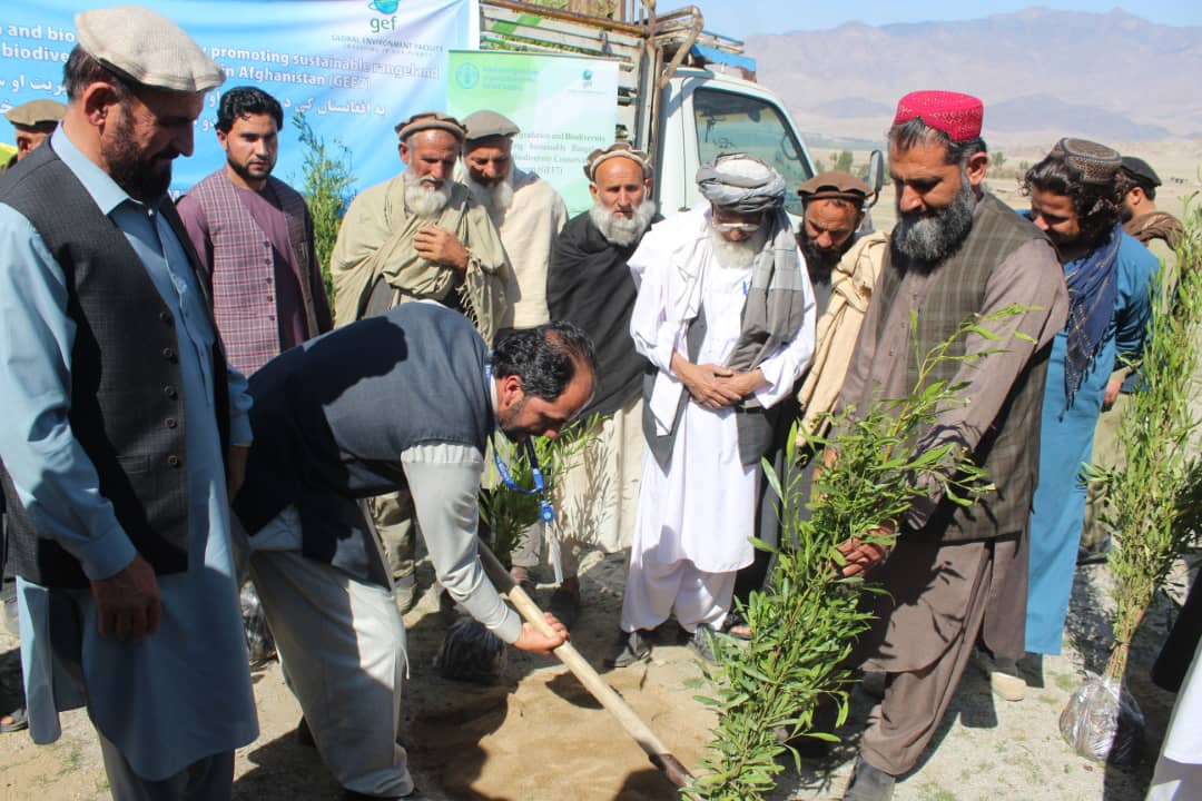 لغمان کې پر اتو ټولنو د مېوه لرونکو نیالګیو وېش لړۍ پیل شو