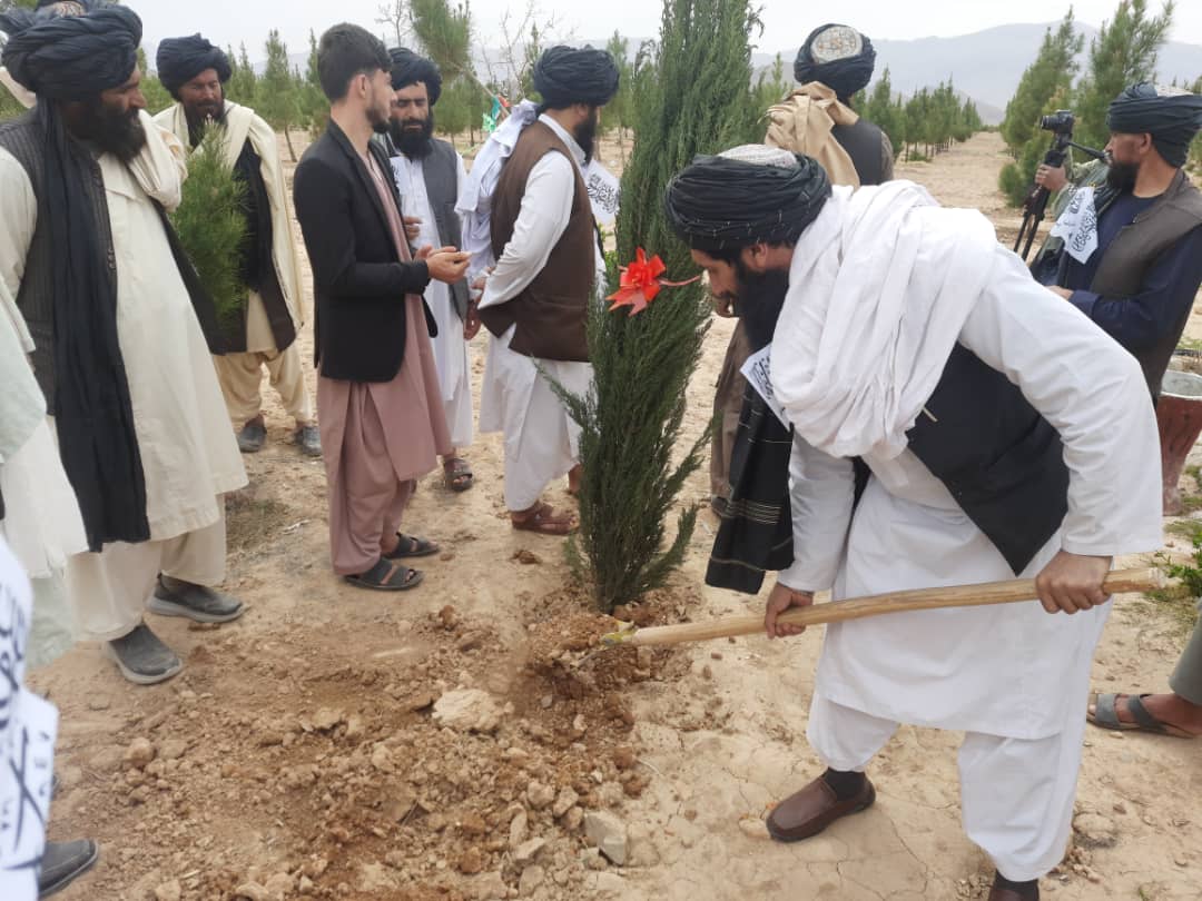 اروزګان کې د سمسور افغانستان تر عنوان لاندې د نیالګیو اېښودلو کمپاین پیل شو