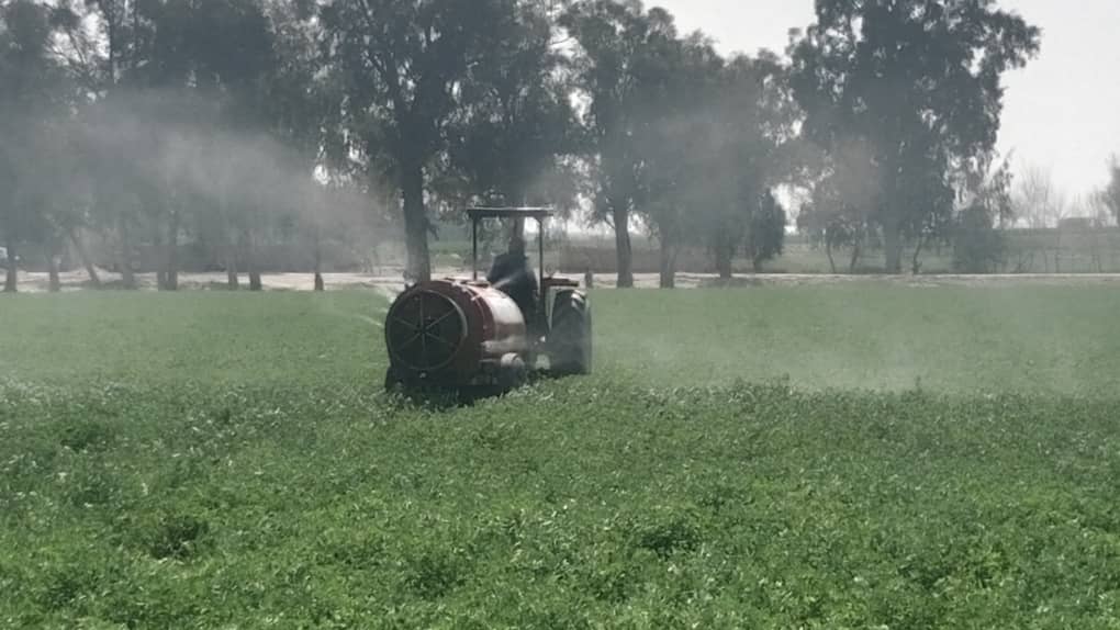 د ننګرهار دکانال ریاست: د غواګانو فارم پراختیا په پار هڅې