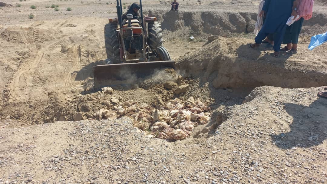 د هلمند ګرشک ولسوالی کې لسګونه تر وخت تېر او بریډر چرګان له منځه یوړل شول