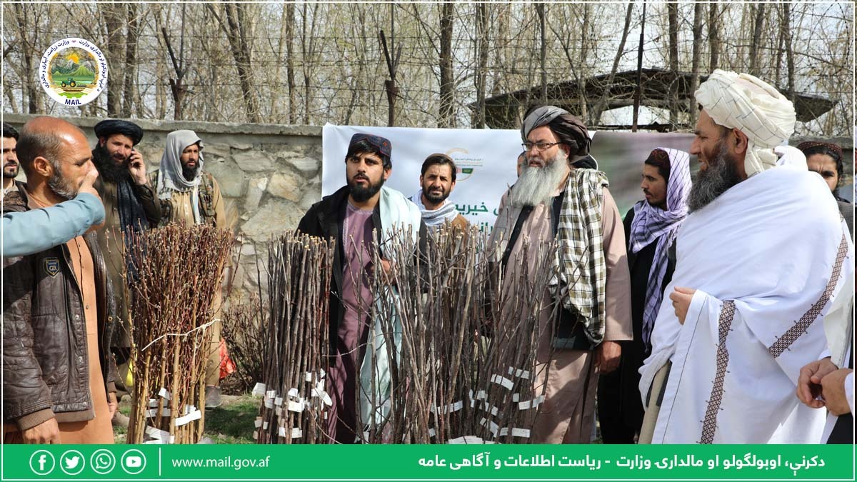 نزدیک به چهارهزار نهال مثمر برای باغداران در ولایت کابل توزیع شد