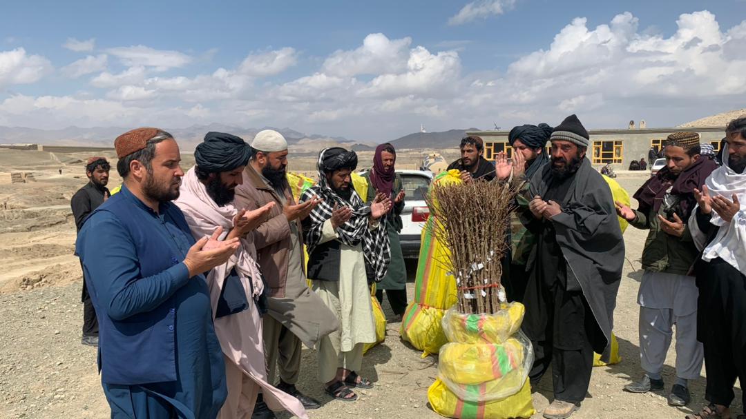 د لوګر خروار ولسوالی کې پر یوشمېر بڼوالو مثمر تصدیقي نیالګي ووېشل شول