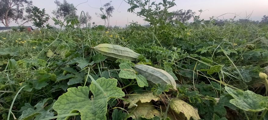 د ننګرهار کانال ریاست: د هډې فارم په ۳۰ جریبه ځمکه کې سابه کرل شوي دي