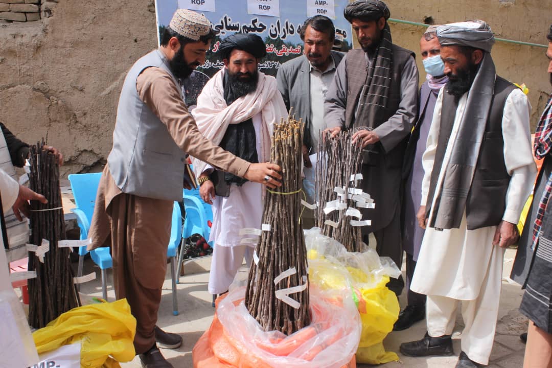 غزني کې د مېوو ۳۰۰ جریبه بڼونه جوړېږي