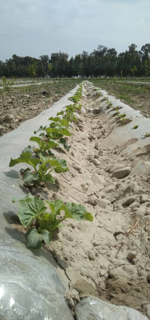 د ننګرهار کانال ریاست: په څه باندې اته زره جریبه ځمکه هندواڼې او خټکي کرل شوي دي