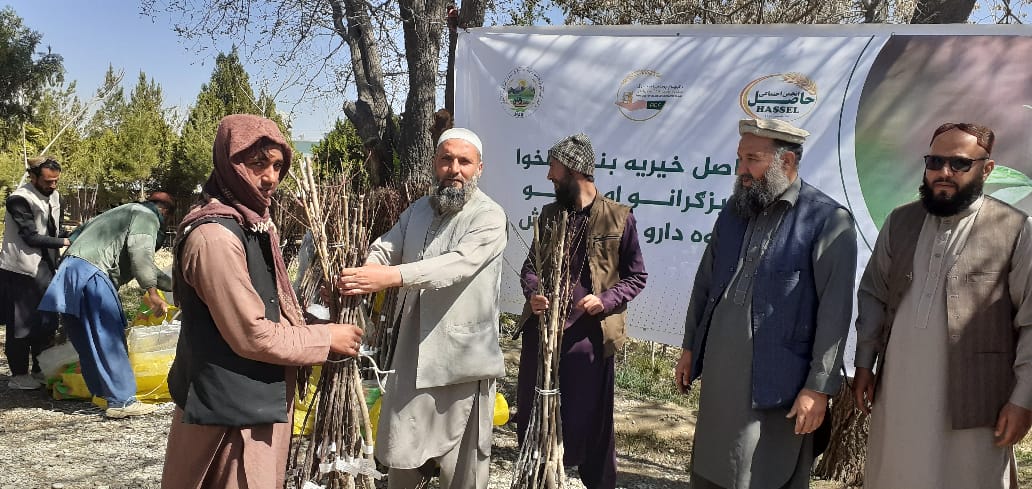 د لوګر دکرنې ریاست: د پل علم ښار پر بڼوالو ۱۵۰۰ اصله تصدیق شوي نیالګي ووېشل شول