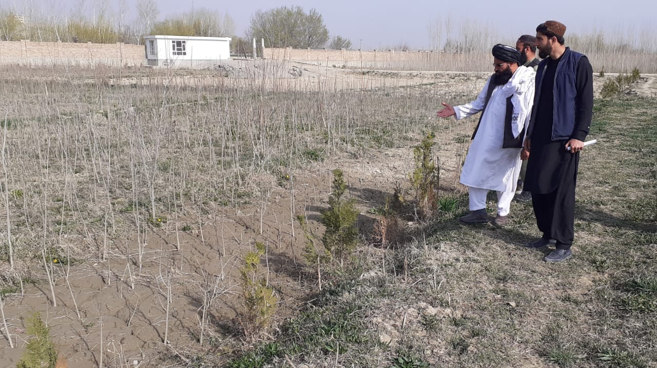 د لوګر جويک فارم کې نوې بوټي کرل کېږي