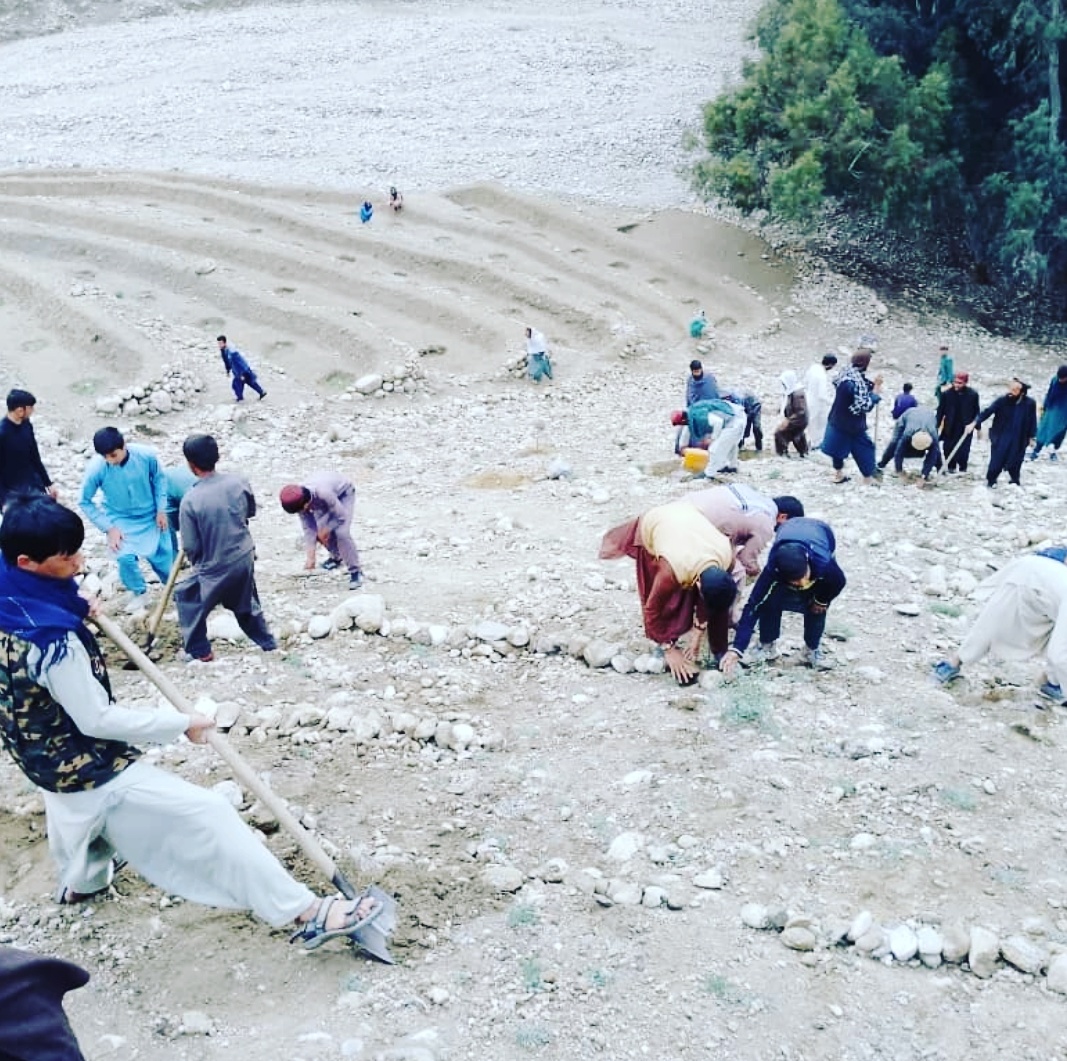 سروبي کې د بېرې نيالګي اېښودل کېږي