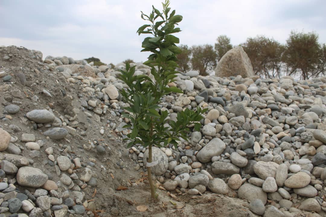 د ننګرهار کانال رياست: د څلورم فارم ۶۲جريبه ځمکه کرکيلې ته چمتو شوه