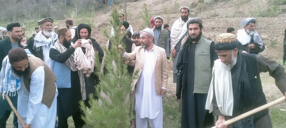 فتتاح کمپاین نهال شانی و توزیع نهال در ولسوالی استالف ولایت کابل 