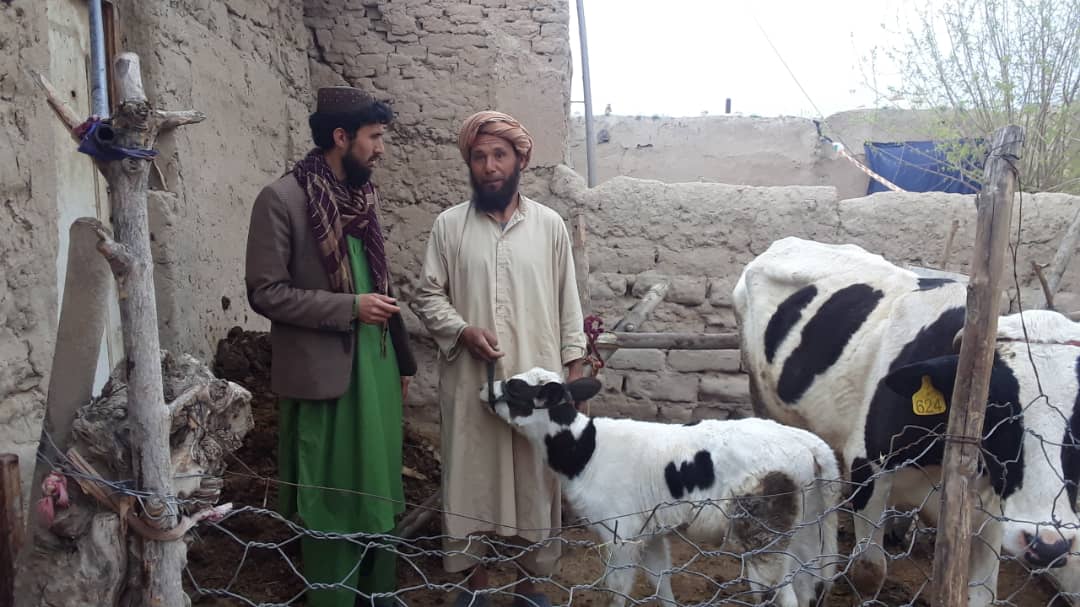 تطبیق برنامه القاح مصنوعی در ولایت بادغیس