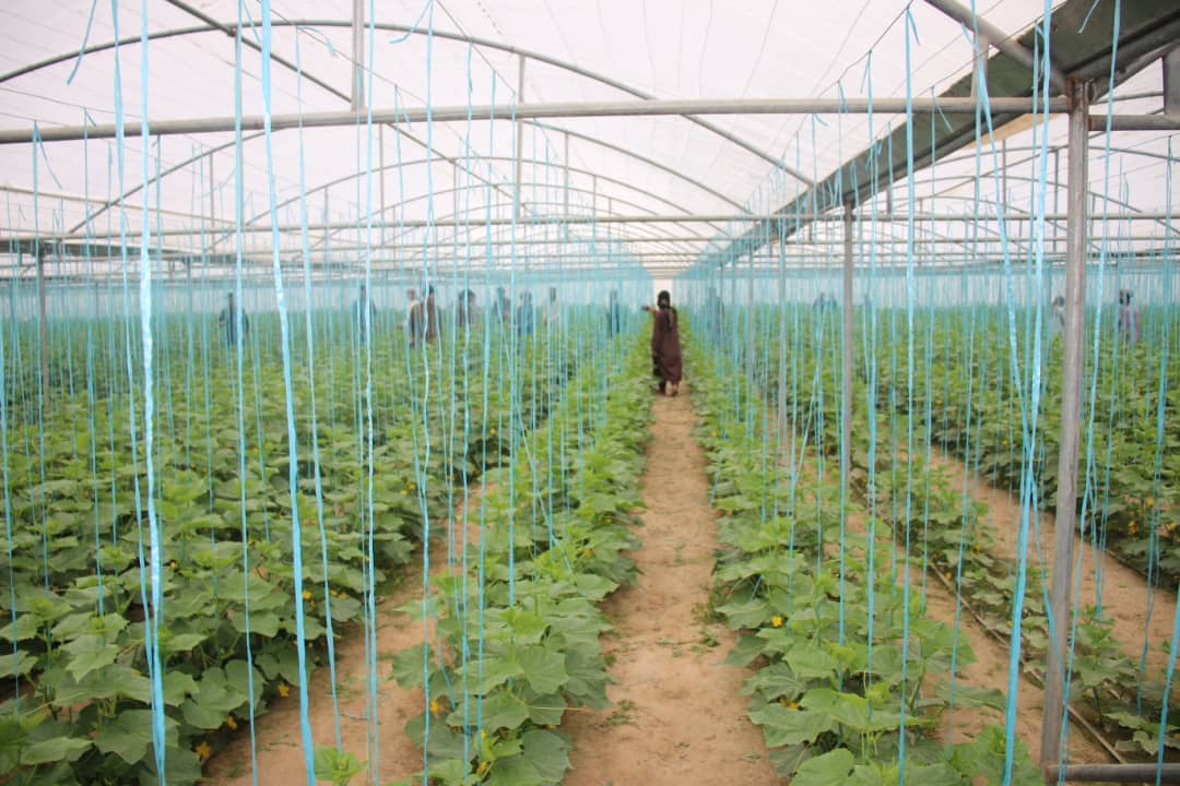 ده‌ باب سبزخانه ‌ در ولایت کندز افتتاح شد